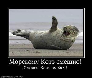 991625_morskomu-kote-smeshno.thumbnail.jpg