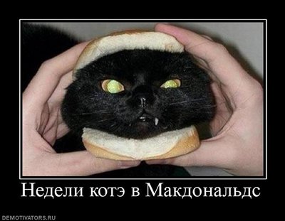 129797_nedeli-kote-v-makdonalds.jpg